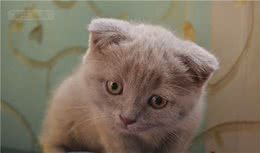 猫咪6个常规小知识分享给天下的猫奴们