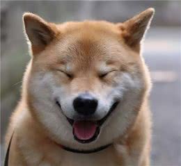 柴犬购买指南—新手看这里