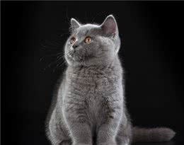 盘点世界三大蓝猫！原来除了英短，还有两个罕见品种你见过吗？