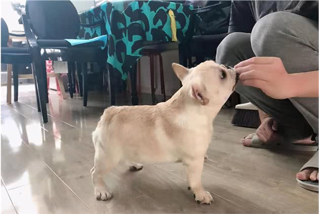 适合法国斗牛犬吃的“人食”，一般家庭都有