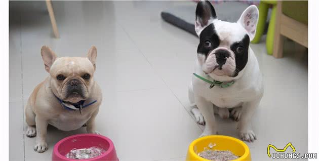 适合法国斗牛犬吃的“人食”，一般家庭都有