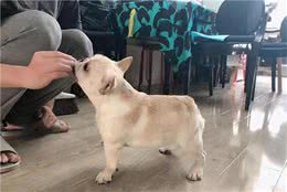 适合法国斗牛犬吃的“人食”，一般家庭都有