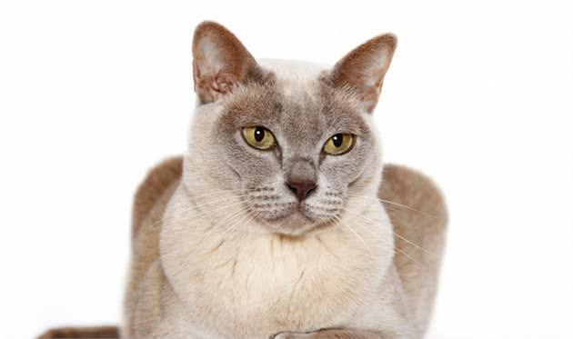 缅甸缅因猫傻傻分不清楚！几招教你分辨缅甸猫