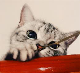 第一次养猫，劝你选“美短猫”，养一只不后悔