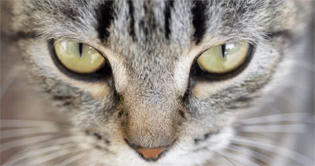 科学证实：猫和狗可以看到人类无法看到的“精神”和频率