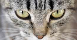 科学证实：猫和狗可以看到人类无法看到的“精神”和频率