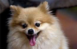 狗狗胃肠不好？那在这和几个地方，主人要多下功夫，可以改善