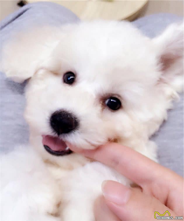 比熊犬为何总爱咬你的手？其实它想告诉你这些事情