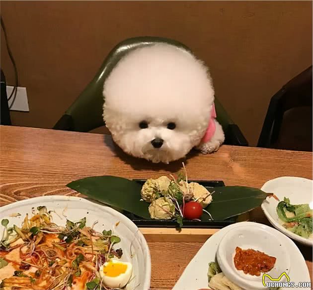 比熊犬为何总爱咬你的手？其实它想告诉你这些事情