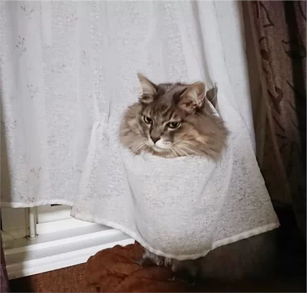 猫咪也会知道自己做错事了然后撒娇吗？猫咪：认识错误，坚决不改