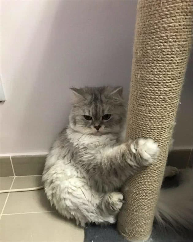 猫咪也会知道自己做错事了然后撒娇吗？猫咪：认识错误，坚决不改