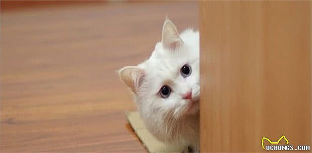 猫咪也会知道自己做错事了然后撒娇吗？猫咪：认识错误，坚决不改