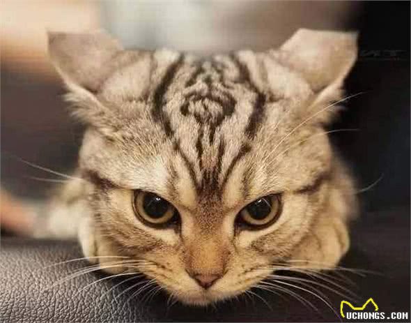 猫咪也会知道自己做错事了然后撒娇吗？猫咪：认识错误，坚决不改