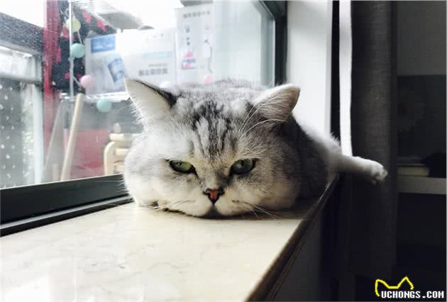 猫咪也会知道自己做错事了然后撒娇吗？猫咪：认识错误，坚决不改
