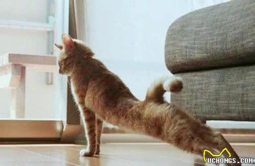 猫咪也会知道自己做错事了然后撒娇吗？猫咪：认识错误，坚决不改