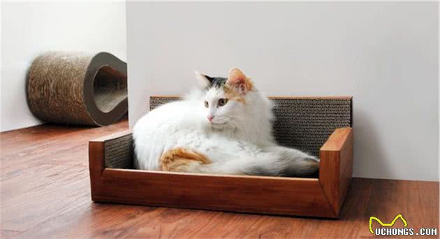 猫咪也会知道自己做错事了然后撒娇吗？猫咪：认识错误，坚决不改