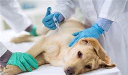 狗狗得了犬瘟怎么办？铲屎官必备知识