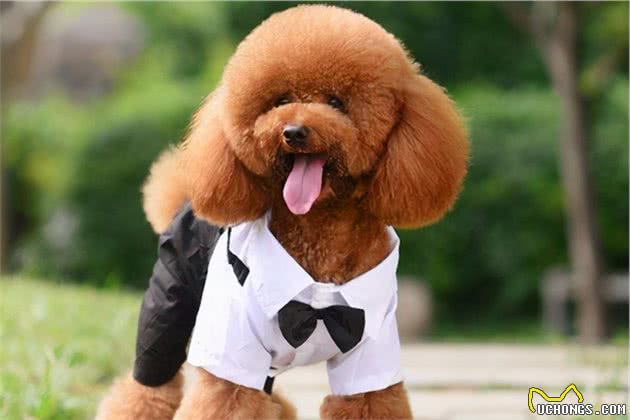 一只泰迪犬，越养越健康的6个迹象，你家中几个？