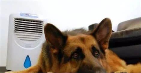 狗狗爱吹空调？这些问题没注意，容易生病
