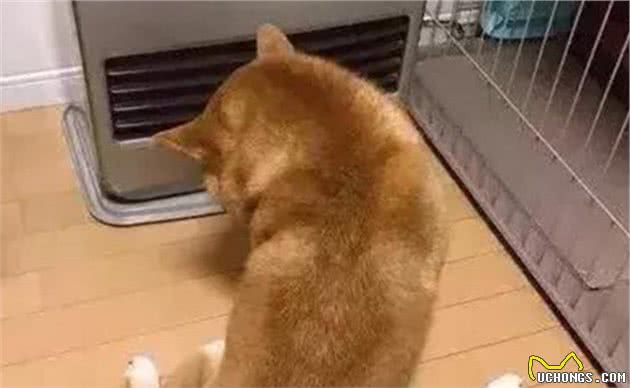 狗狗爱吹空调？这些问题没注意，容易生病