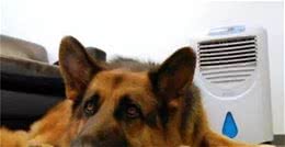 狗狗爱吹空调？这些问题没注意，容易生病