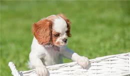 冬春两季的犬病防控