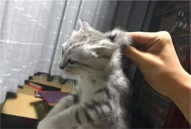 这些“抱猫姿势”都是错误的，难怪猫咪不让你抱，一半人都抱错了