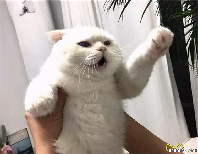 这些“抱猫姿势”都是错误的，难怪猫咪不让你抱，一半人都抱错了