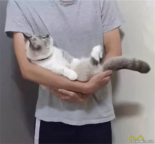 这些“抱猫姿势”都是错误的，难怪猫咪不让你抱，一半人都抱错了