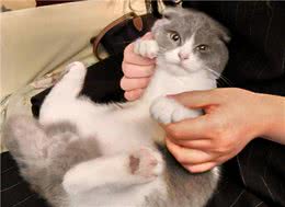 这些“抱猫姿势”都是错误的，难怪猫咪不让你抱，一半人都抱错了
