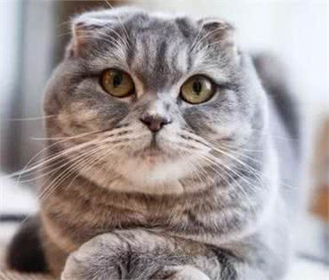郑州十大最受欢迎的宠物猫品种排行榜