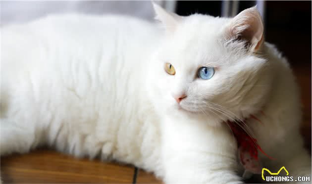 郑州十大最受欢迎的宠物猫品种排行榜