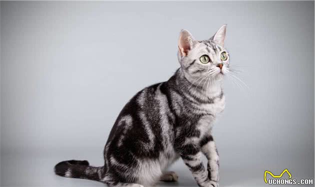 郑州十大最受欢迎的宠物猫品种排行榜