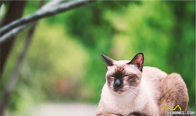 郑州十大最受欢迎的宠物猫品种排行榜