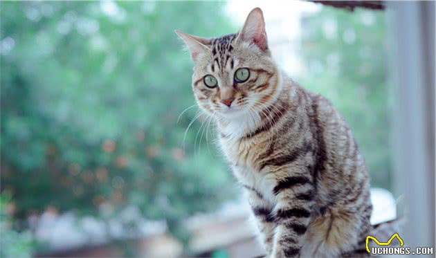 郑州十大最受欢迎的宠物猫品种排行榜