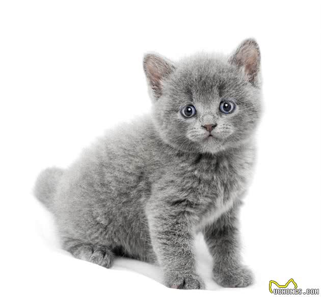 郑州十大最受欢迎的宠物猫品种排行榜