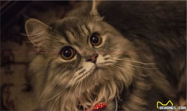 郑州十大最受欢迎的宠物猫品种排行榜