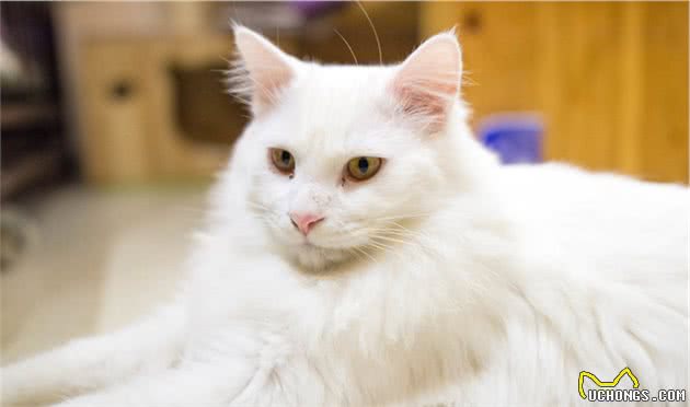 郑州十大最受欢迎的宠物猫品种排行榜