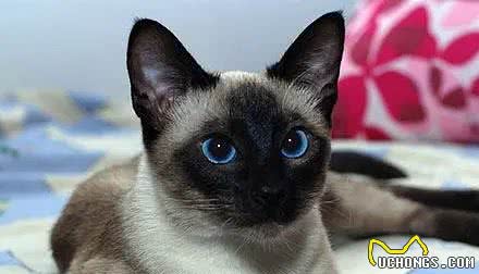 准备养猫的小伙伴看过来，猫猫性格带你了解