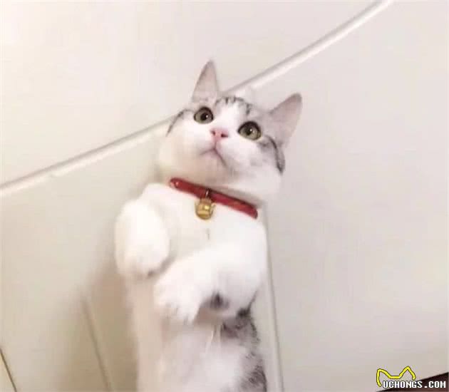 准备养猫的小伙伴看过来，猫猫性格带你了解