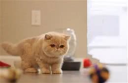 准备养猫的小伙伴看过来，猫猫性格带你了解