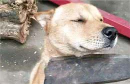 狗狗生气了，主人这样向狗狗“道歉”，它才会原谅你