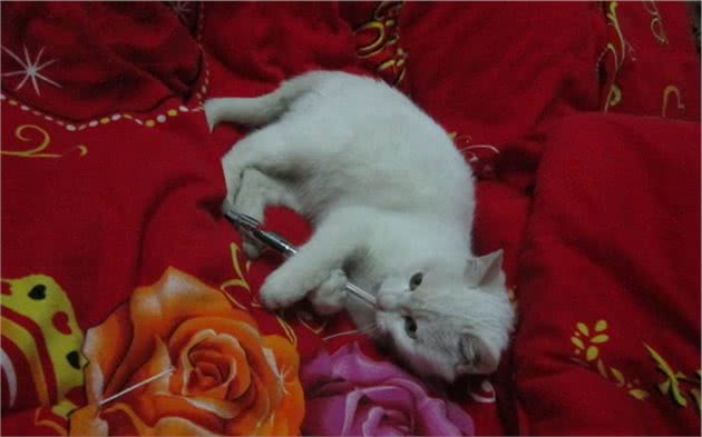 猫咪因心理阴影讨厌亲嘴，花式拒绝主人索吻：我和你是不可能的