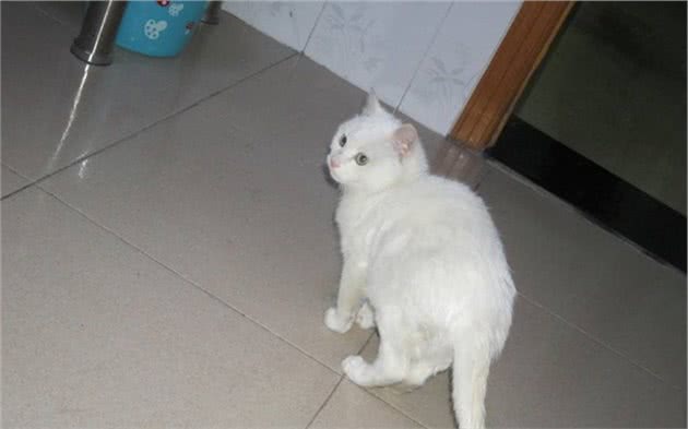 猫咪因心理阴影讨厌亲嘴，花式拒绝主人索吻：我和你是不可能的