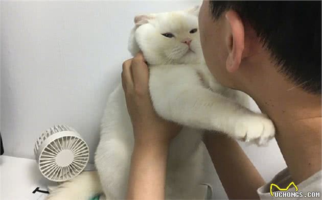 猫咪因心理阴影讨厌亲嘴，花式拒绝主人索吻：我和你是不可能的
