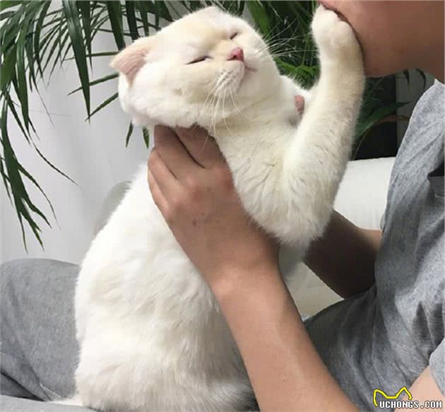 猫咪因心理阴影讨厌亲嘴，花式拒绝主人索吻：我和你是不可能的