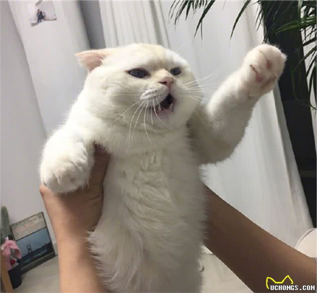 猫咪因心理阴影讨厌亲嘴，花式拒绝主人索吻：我和你是不可能的