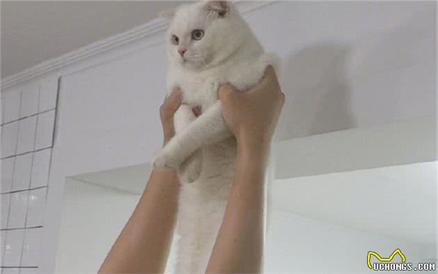 猫咪因心理阴影讨厌亲嘴，花式拒绝主人索吻：我和你是不可能的