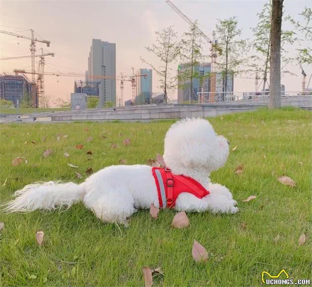 主人不在家时，狗狗应该怎么办，撕家原因、处理办法，一次讲清楚