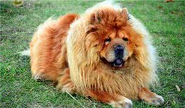 松狮犬：不差钱的话，可以喂这些水果